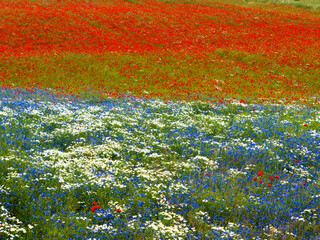 Colorful Wildflower Meadow with Poppies