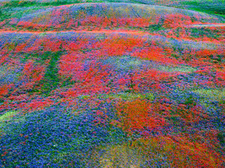 Colorful Wildflower Meadow in Full Bloom