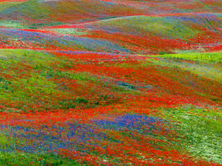 Vibrant Wildflower Meadow on Rolling Hills