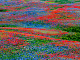Colorful Meadow Panorama with Flowers