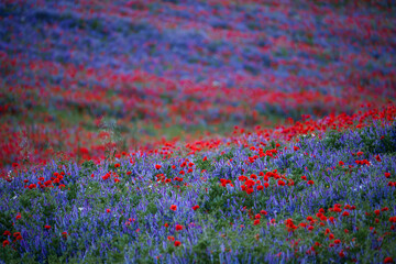 Vibrant Wildflower Field in Bloom