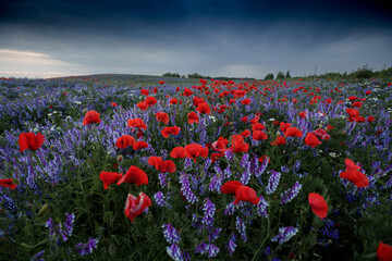 Field of Red Poppies and Purple Wildflowers