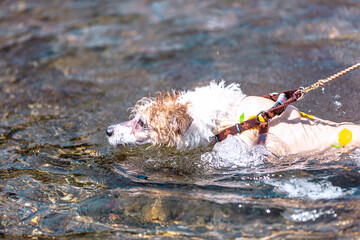 Dog Paddle © moaan