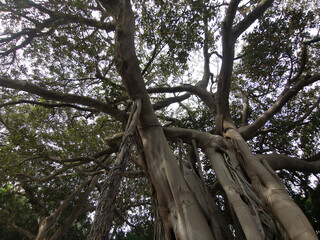 Fototapeta premium Majestic tree with sprawling branches and textured bark, captured from below, showcasing intricate details and vibrant green foliage against a bright sky