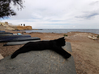 Black cat lounging on a stone surface by the seaside, with boats resting nearby and a tranquil...
