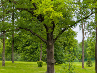 Obraz premium Trees in the park