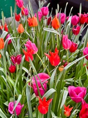 Bright pink and red tulips in spring bloom