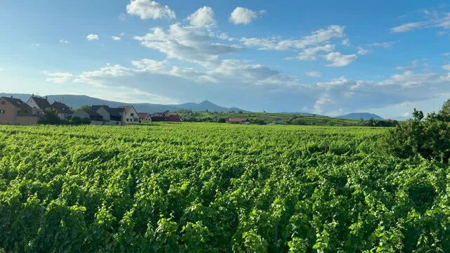 Vue sur vignoble alsacien, vigne au mois de juin, &agrave; bennwihr face &agrave; la colline des amandier mittelwihr avec les trois ch&acirc;teaux de ribeauvill&eacute; en arri&egrave;re plan