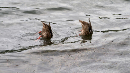 Mallard ducks are looking for food under the water of the lake. They lowered their heads and necks into the water, standing vertically "tail up".