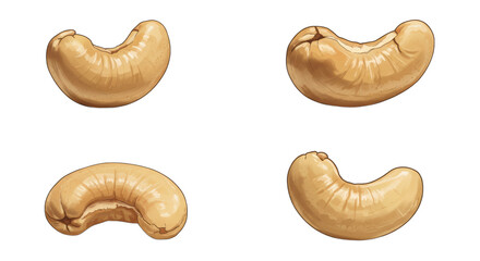 Four Cashew Nut Illustrations on a Seamless White Canvas Backdrop