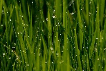 稲　dew on grass