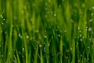 稲　dew on grass