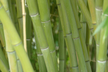 Obraz premium Grüner Bambus als Hintergrund und Textur