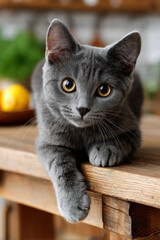 Obraz premium Playful gray kitten relaxing on wooden table indoors, British cat, cute funny pet at home