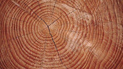 cut tree trunk rings as background