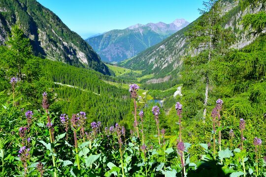 Alpine sow-thistle (Cicerbita alpina) flowers above D&ouml;sen valley in High Tauern, Carinthia, Austria