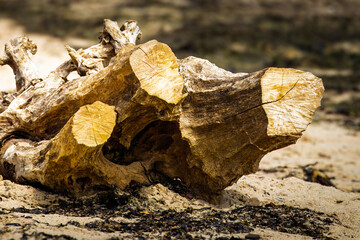 A large piece of driftwood washed ashore on a beach along the Northumberland coast, Amble Dunes...