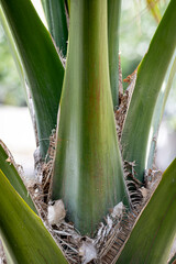 Close-up shot of the trunk and base of a palm tree.