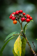 Close-up shot of solanum dinianum bunch