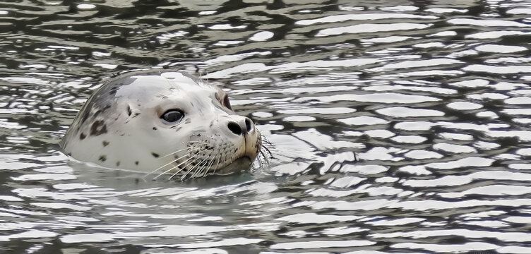 This closeup of spotted seal  appears to be almost camouflaged when in rippled waters

