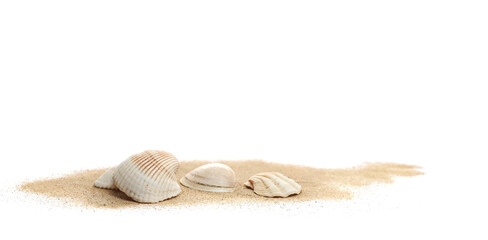 Sea shell in sand pile isolated on white, side view	
