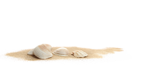 Sea shell in sand pile isolated on white, side view	