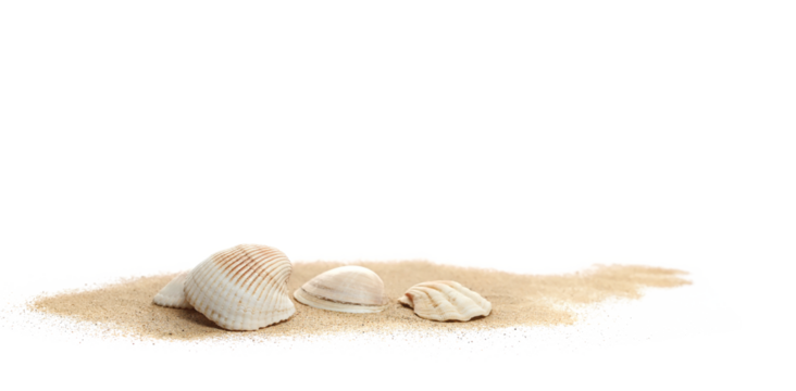 Sea shell in sand pile isolated on white, side view	
