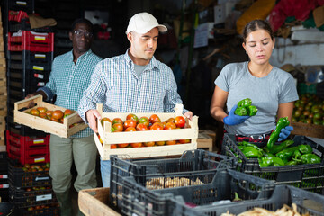Two focused farmers working in the warehouse of an agricultural farm sort the recently harvested...