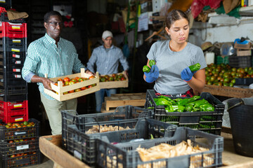 Focused young female farmer working in sorting warehouse of vegetable farm preparing crop of...