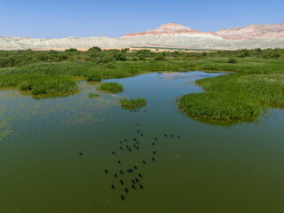 Nallihan Bird Sanctuary Nallıhan Ankara Turkey Aerial View of Birds Over a Tranquil Marsh. A high-angle, full shot of a serene marsh ecosystem. Nallıhan Kus Cenneti Turkiye Turkey Beypazari Beypazarı