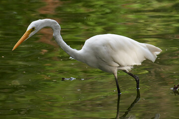 Garza real de cerca en lago