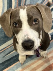 portrait of a pit bull