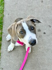 Pit bull terrier puppy on leash