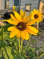 Bee on sunflowers in the garden
