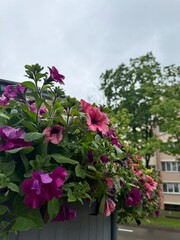 Close-up of wet pink and purple flowers after rain, with a blurred background of trees and residential buildings. Usable for gardening and urban nature visuals.