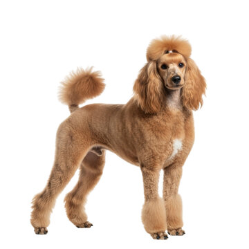 poddle puppy