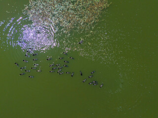 Nallihan Bird Sanctuary Ankara Beypazari High-Angle View of Birds on a Green Pond. An aerial shot of numerous birds gathered on a still green body of water. Nallıhan Beypazarı Turkey Turkiye