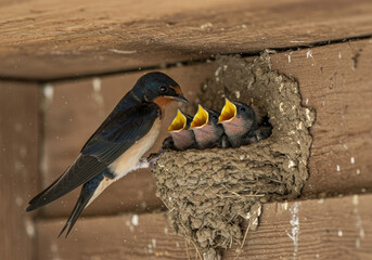 bird in the nest