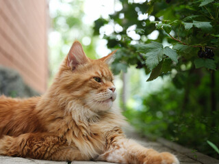 A red Maine Coon cat lying in a garden near a blackcurrant bush. Close up.