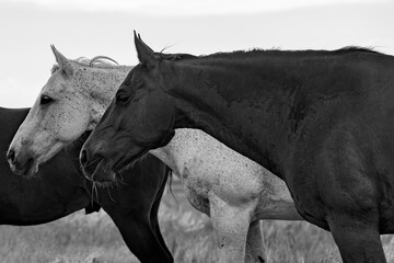 Black and White Horses Portrait