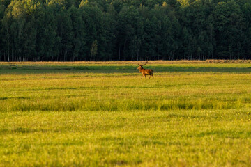 A magnificent red deer stag with impressive antlers stands proudly in a sun-drenched golden meadow,...