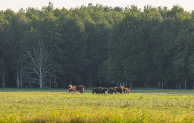 A herd of European bison graze majestically in a sun-drenched green meadow, with a dense forest...