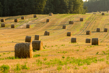 Golden hay bales are scattered across a sunlit, freshly harvested field, stretching towards a...