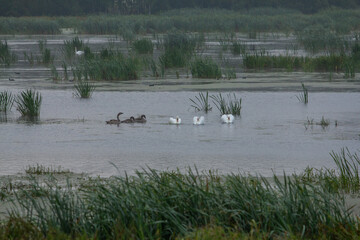 Swans and other waterfowl glide across a serene, misty wetland with tall reeds, capturing the quiet beauty of a natural bird habitat