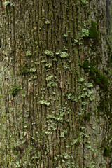 Close-up of a tree trunk covered in textured bark and various shades of green lichen and moss, showcasing nature's intricate patterns.
