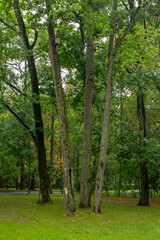 Obraz premium A wild boar stands alert in a dew-kissed grassy field, its gaze fixed, embodying the raw essence of forest wildlife