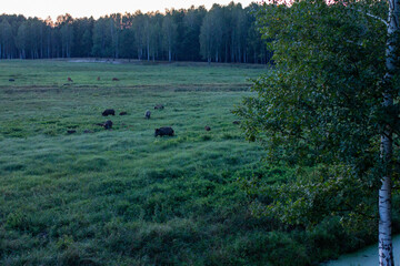 Expansive green meadow with scattered wild boars and deer, bordered by a dense forest, depicting...