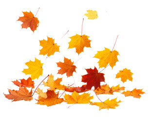 Fototapeta premium autumn maple leaves falling isolated on white background 