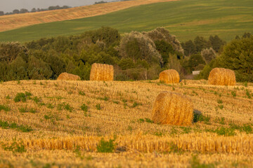 Golden hay bales lie scattered across a sunlit harvested field with green shoots, set against a...
