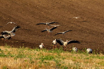 Graceful white storks take flight and land in a vibrant harvested golden field next to a rich brown...